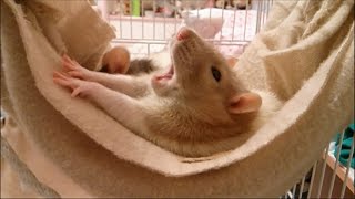 Fancy Rats: Molly and Keewi are yawning so much!