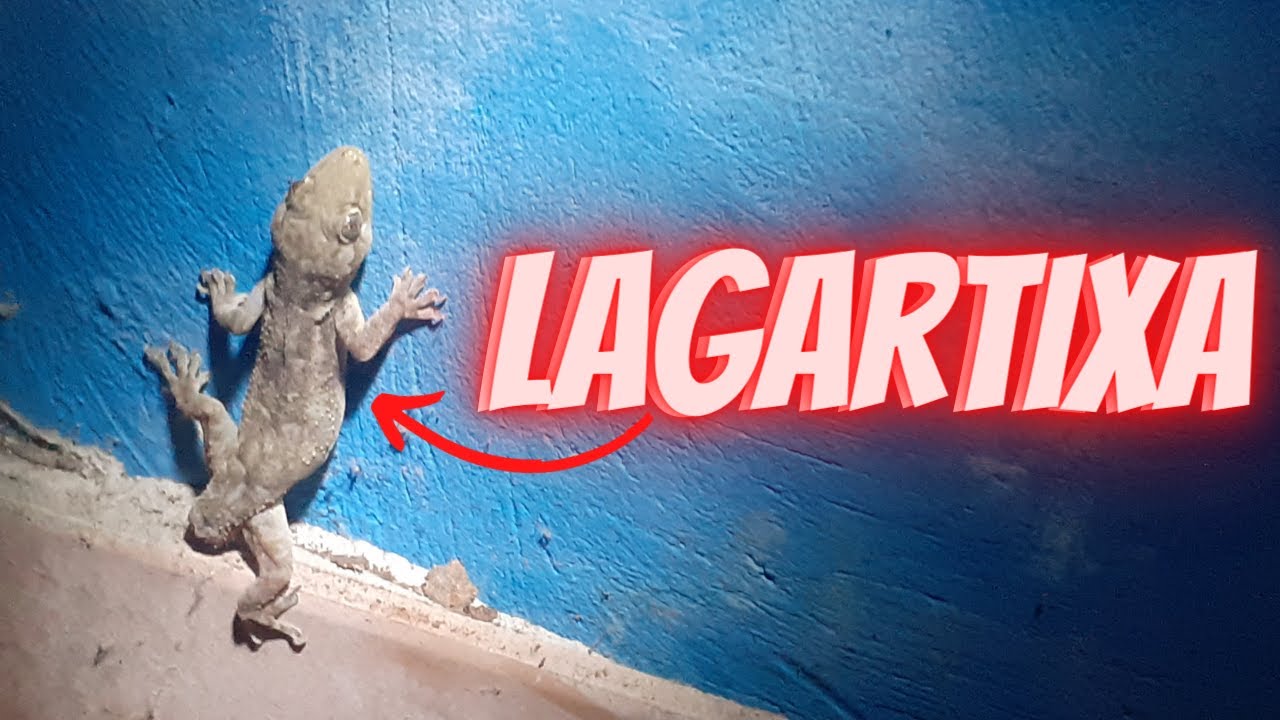 Lagartixa-doméstica-tropical - Ela morde? tem veneno? /Bióloga Emilia ...