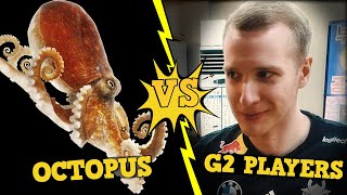 🥊Octopus vs G2 Jankos, Broken Blade, Flakked, and Plumy🥊 | Korizon Clips