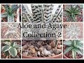 Aloe and Agave Collection 2 (October 2018)