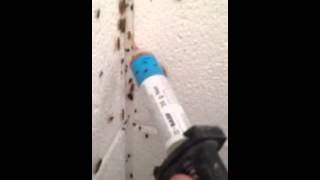 German cockroach solutions