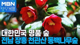 전남 장흥 천관산 동백나무숲 [MBN 영상속으로]