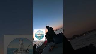 Catching PB calico 24 inches #fishing #losangeles #socal #fishingbassfishing #like
