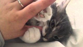 Teething kitten gnawing on my hand