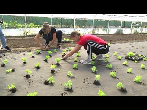 Video: Kako Napraviti Korizmene Blagdanske Salate