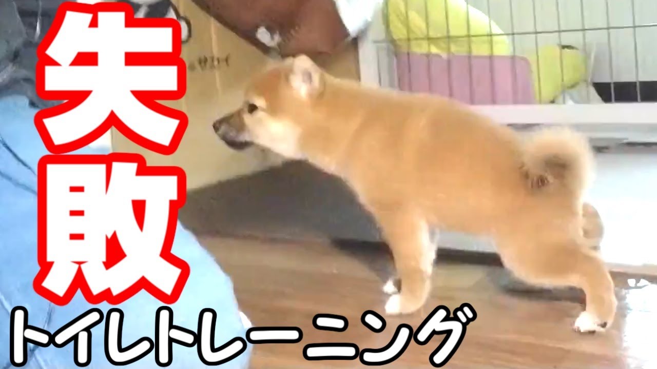 最後は衝撃 豆柴子犬のジャンプ力が凄かった トイレットペーパーチャレンジ 大好きhachi 柴犬まとめ 最後は衝撃 豆柴子犬のジャンプ力が凄かった トイレットペーパーチャレンジ 大好きhachi 柴犬まとめ