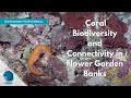 Coral Biodiversity and Connectivity in Flower Garden Banks