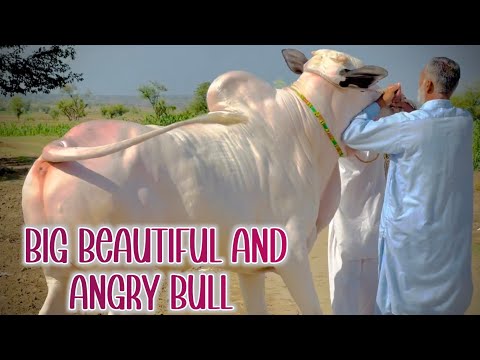 Most Beautiful & Angry Bull || Sale Collection 2023 || Gangawali Bulls ||  #bakraeid2024