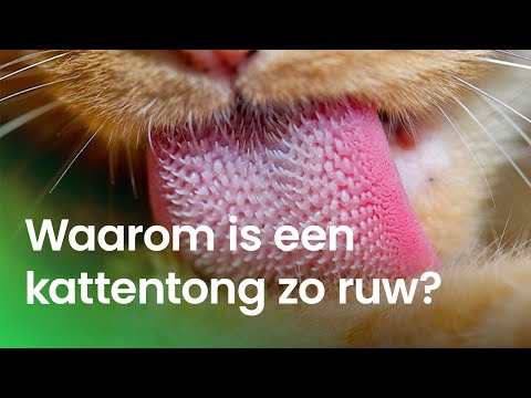 Video: Naar-armbande vir swanger vroue: beskrywing, toepassingskenmerke, resensies