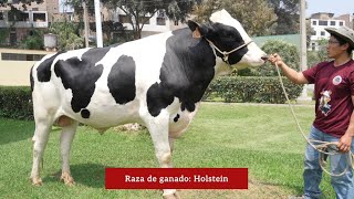 Raza de ganado: Holstein | Banco Nacional de SemenPrograma de Mejoramiento Animal - UNALM