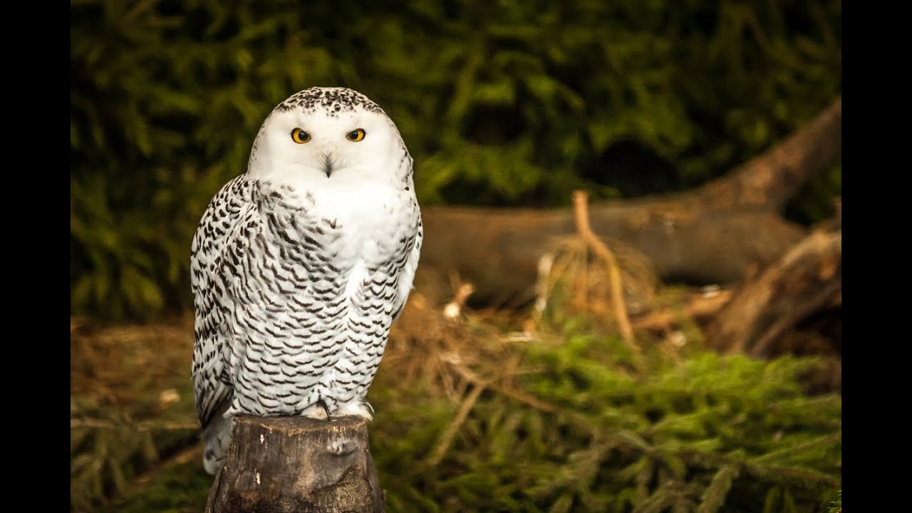 Is Vrouwtjesuil Hedwig Uit Harry Potter Eigenlijk Een Mannetje ? - Youtube