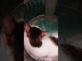 Cat in the Tub #shortsfeed #catvideos
