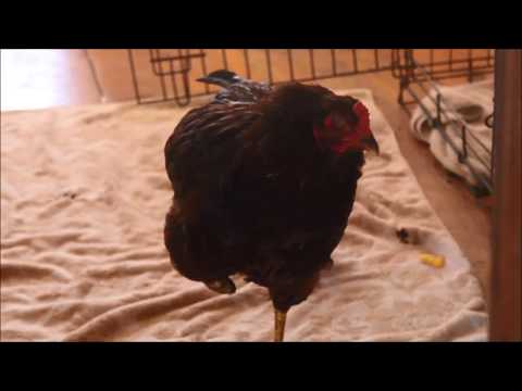 A Rooster Named Eileen ... pronounced ... 