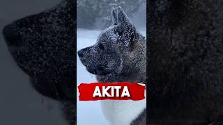 Akita   #animals #dog #fyp #richyanimals