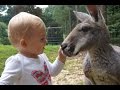 Baby and Kangaroo Are Unlikely Best Friends