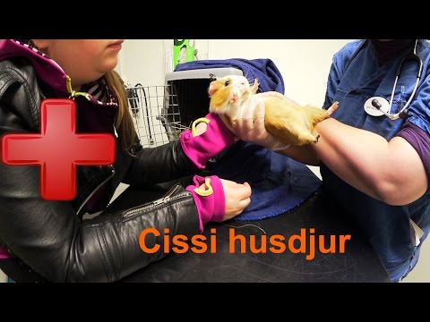 Video: Den Orange Måsen Täckt Med Kryddor Får Bad Hos Veterinären