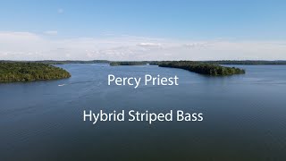 Hybrid Striped Bass Fishing - Percy Priest Nashville TN