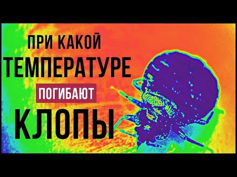 Видео: Убивает ли клоп клопов: да, но стоит ли риск?