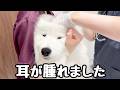 耳の異変に気づいて病院へ行った結果、外耳炎と診断されました。