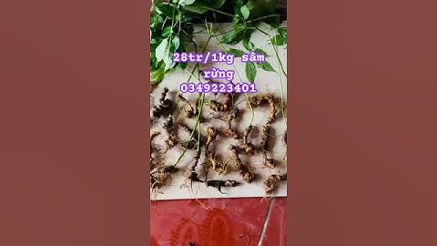 Sâm rừng tự nhiên #sâm_ngọc_linh_rừng #sâm_lai_châu_rừng #sâm_ngọc_linh_rừng