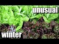 An Unusual Winter Gardening Season