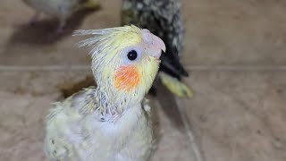 My Beautiful Parrots 🦜 by Alis Flock 38 views 1 year ago 5 minutes, 24 seconds