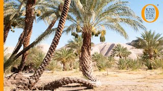 Have a sweet taste of the american southwest at historic china ranch
date farm and sink your teeth into delicious palm fruit. we explore
this oa...