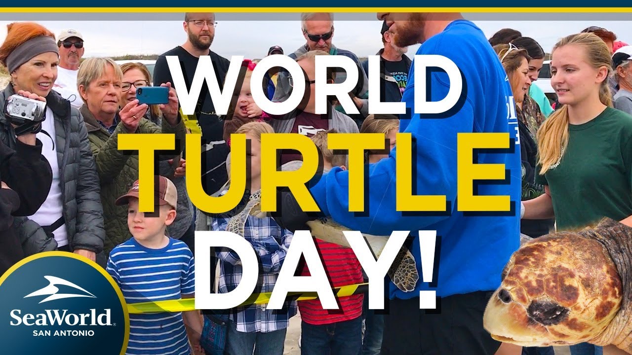 world-turtle-day-seaworld-san-antonio-youtube