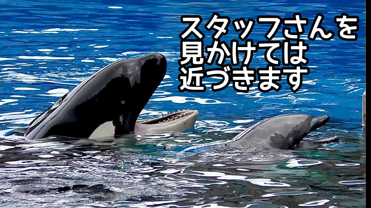 シャチのリンちゃんとイルカのビビとルル　いろいろなスタッフが見守っています【名古屋港水族館】Orca Lynn-chan Dolphin Vivi-chan Ruru-chan 
