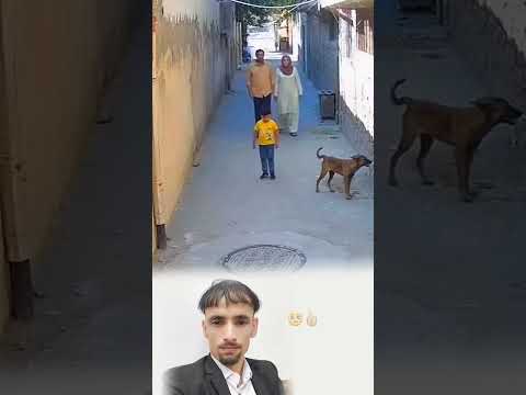 وفاء الكلب يعجز البشر عن تعل مه لايك    