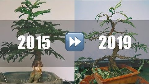 BONSAI DIARY: Creating Nebari With Split Bark Technique Update