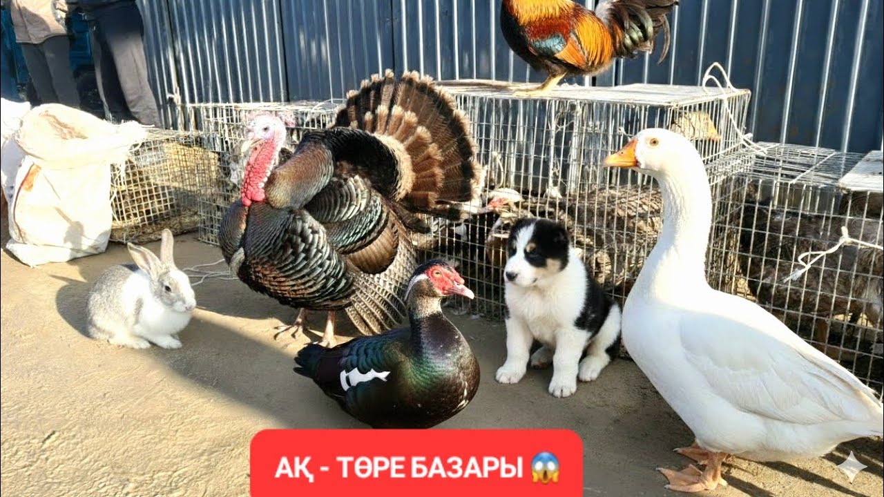 ​БАЗАРДАҒЫ СҰМДЫҚ! 😱 Ит, Тауық және Павлинді бір жерден көрдіңіз бе?