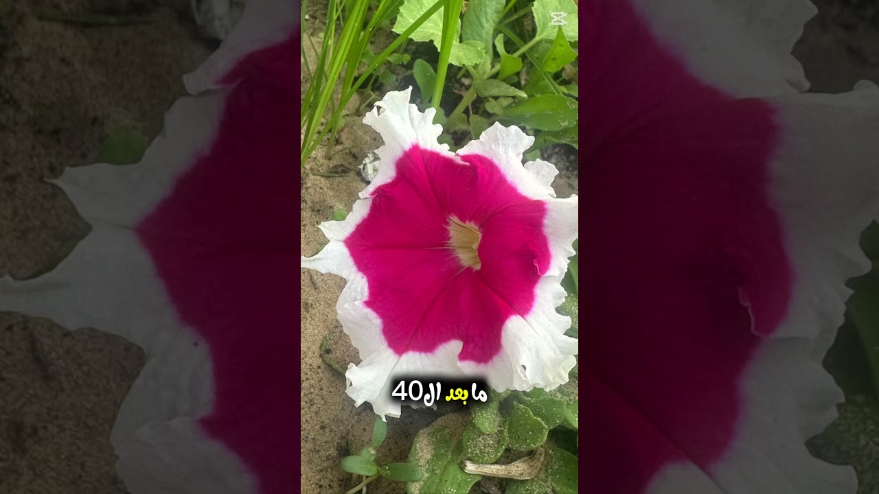 لماذا عمر الاربعين ؟إذا بلغ احدكم 40 سنه فليأخذ حذره من الله …/مقتطفات غراس