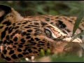 Documental Cruzada Jaguar