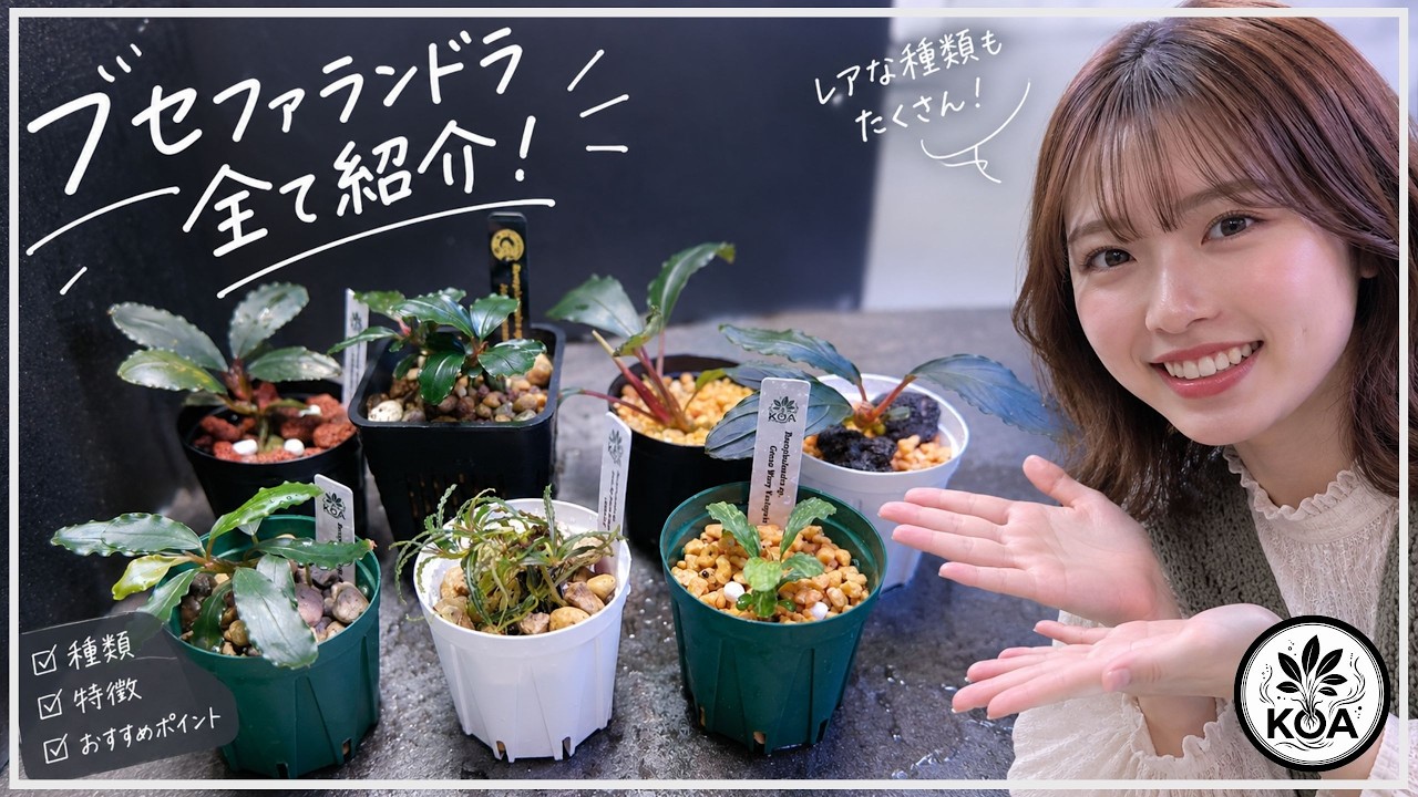 数量限定！】貴重なブセファランドラをオークションに出品しました