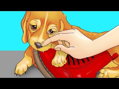 Vidéo: Comment Dresser Un Chiot Terrier Jouet à La Litière