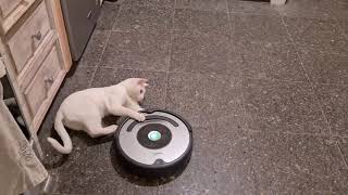 Cat Following The Roomba Around The Kitchen