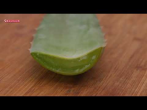 Video: Berba aloe - kako i kada ubrati biljku aloe vere
