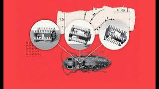 Click beetle-inspired robots use elastic energy to jump