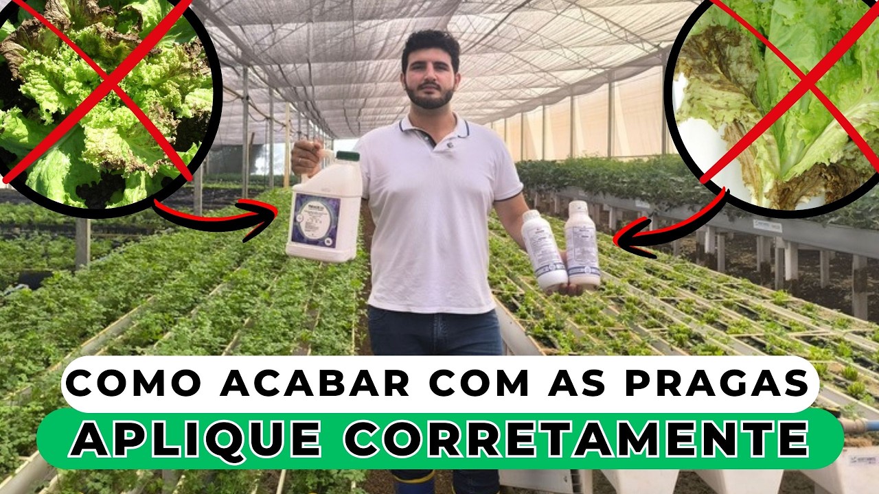 VOCÊ NÃO CONSEGUE CONTROLAR AS DOENÇAS NA SUA HORTA? ASSISTA ESTE VÍDEO!