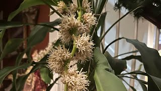 My 25 years old Fortune Plant completely bloom with miraculous aroma. #goodluck #moneytrees