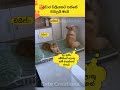 මේකිගේ ලොකුකම බලහංකෝ🤣🤣cat#funnyanimals#funny#cute#srilanka#shorts#short#trendingshorts#lankan#cats