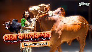 অসাধারন কিছু গরু নিয়ে প্রস্তুত সিরাজগঞ্জের এফ ডি এগ্রো । কোরবানি কালেকশন ২০২৪