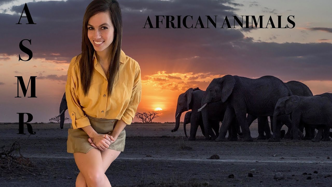 [ASMR] Africa's Big 5 Animals - Relax & Learn About Lion, Elephant, Leopard, Rhino, & Cape Buffalo