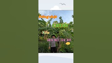 ĐỪNG CHẶT CHUỐI NẾU CHƯA BIẾT NHỮNG ĐIỀU NÀY #meovuon #short #chatchuoi #lamvuon