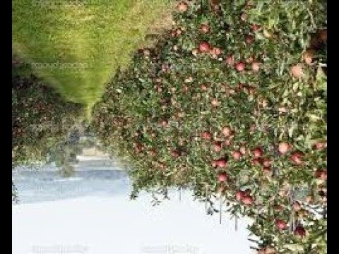 № 248 Даниэль Булочник необыкновенный яблоневый сад