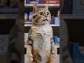 Shopping with mommy kittens #funnycats