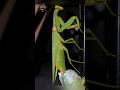 El increíble nacimiento de la Mantis 🌿✨#shorts #viralvideo #viralshorts