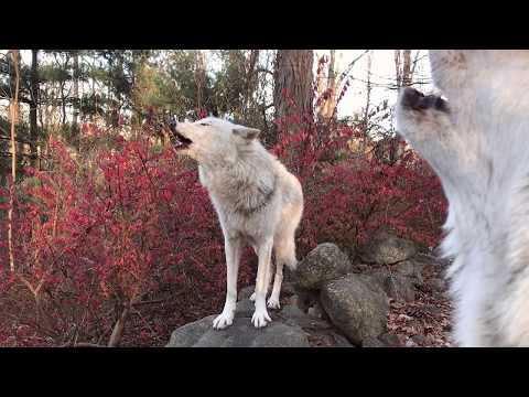 Wolves Howl and Harmonize
