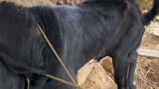 Goat Beautiful Moments Time Of The Village Farm Goat Breeding .Episode 07